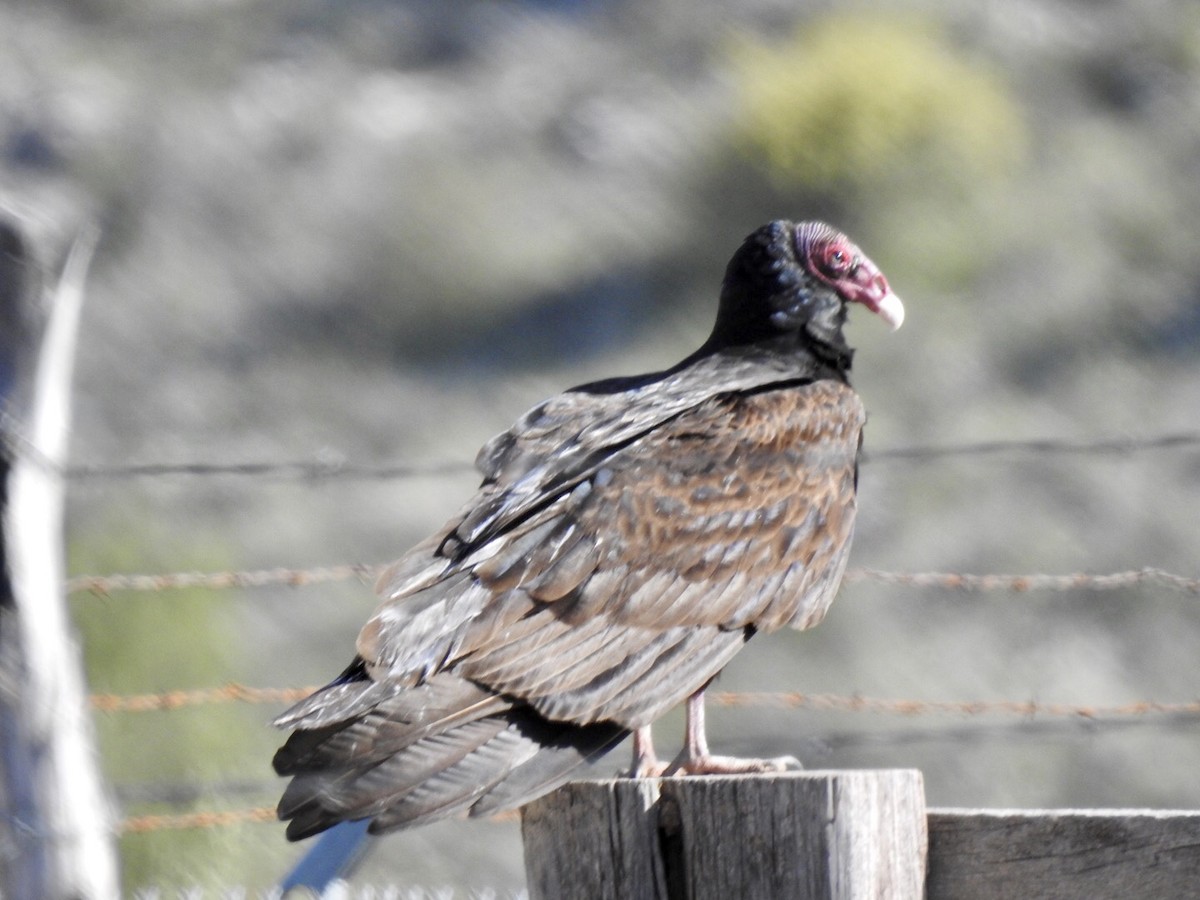Turkey Vulture - ML221377221