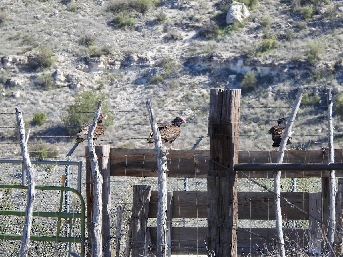 Turkey Vulture - ML221377231