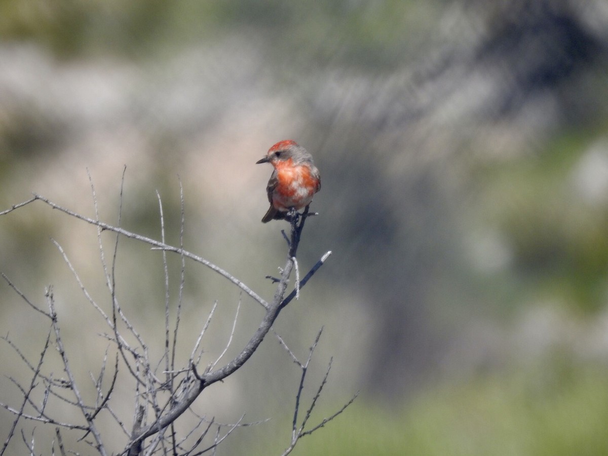 Vermilion Flycatcher - ML221377521