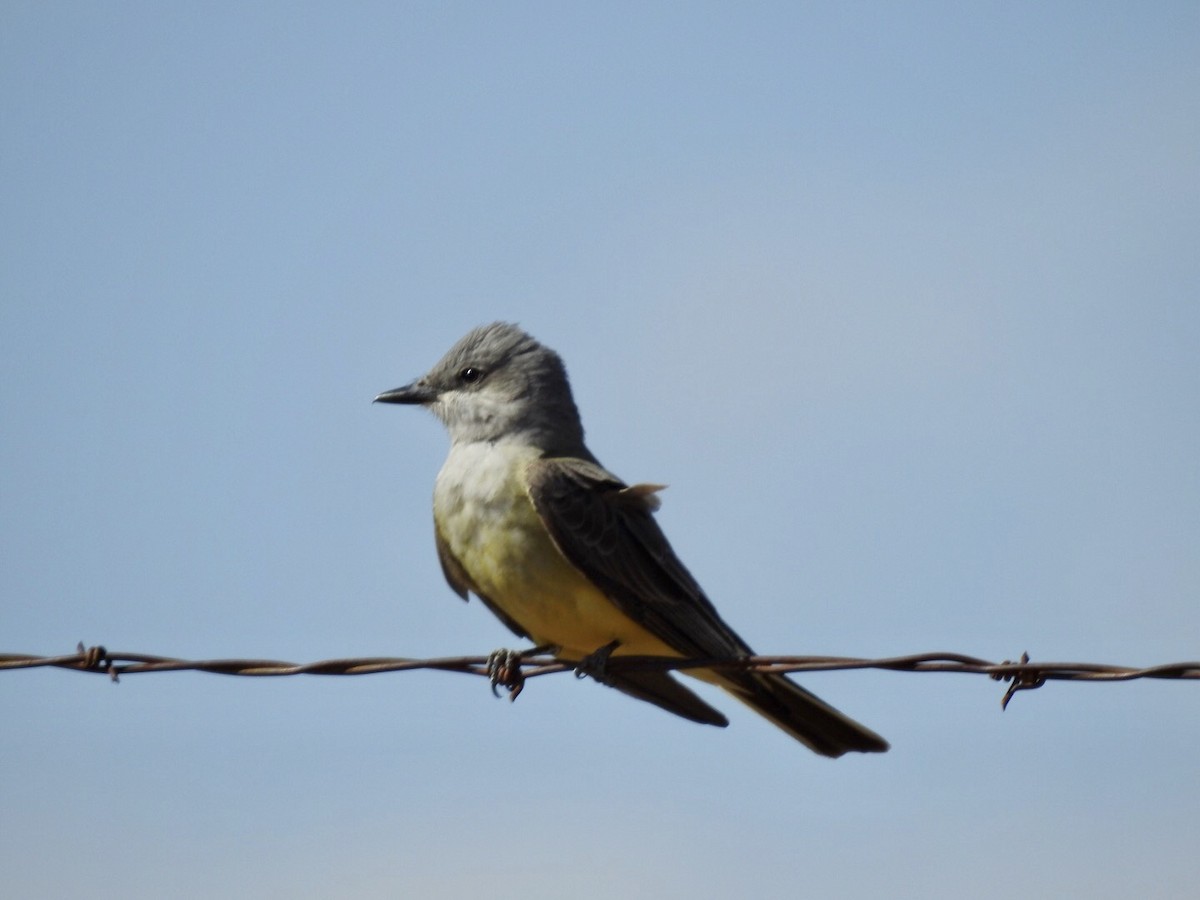 Western Kingbird - ML221377591