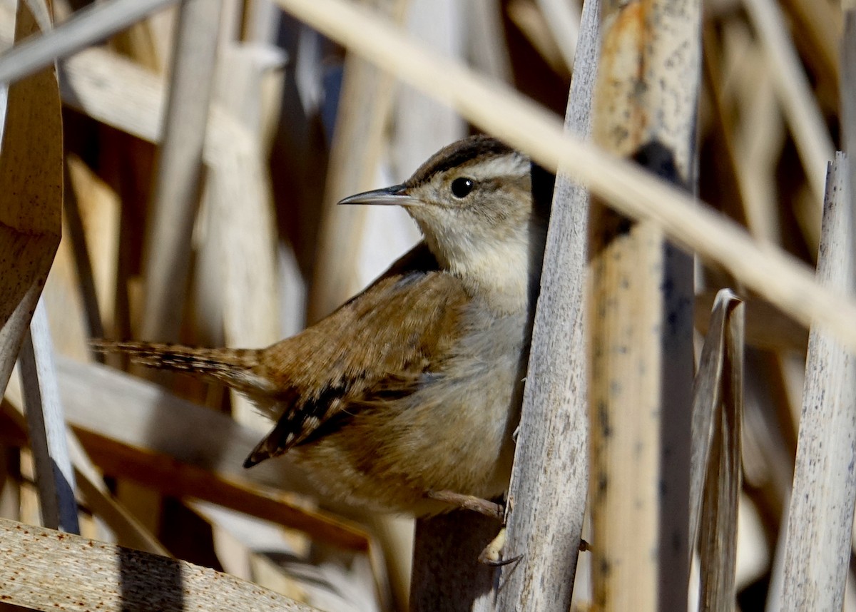 Marsh Wren - ML221377741