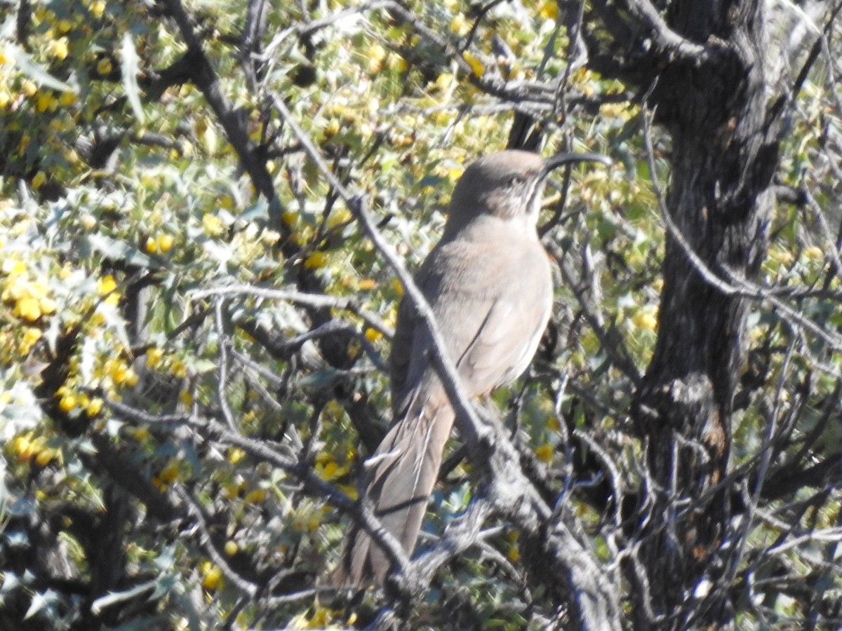 Crissal Thrasher - ML221377861