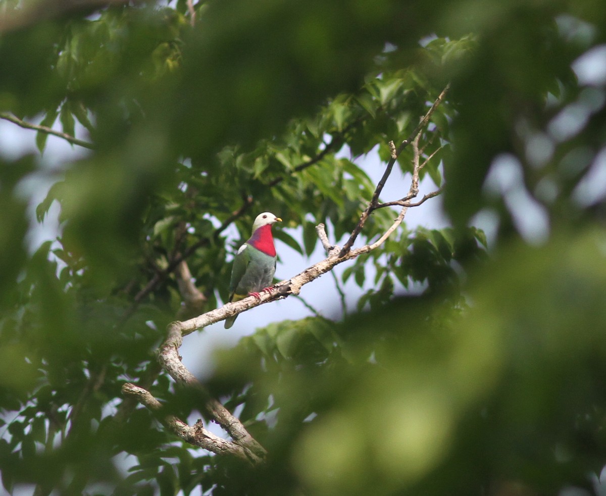 White-headed Fruit-Dove - ML221378091