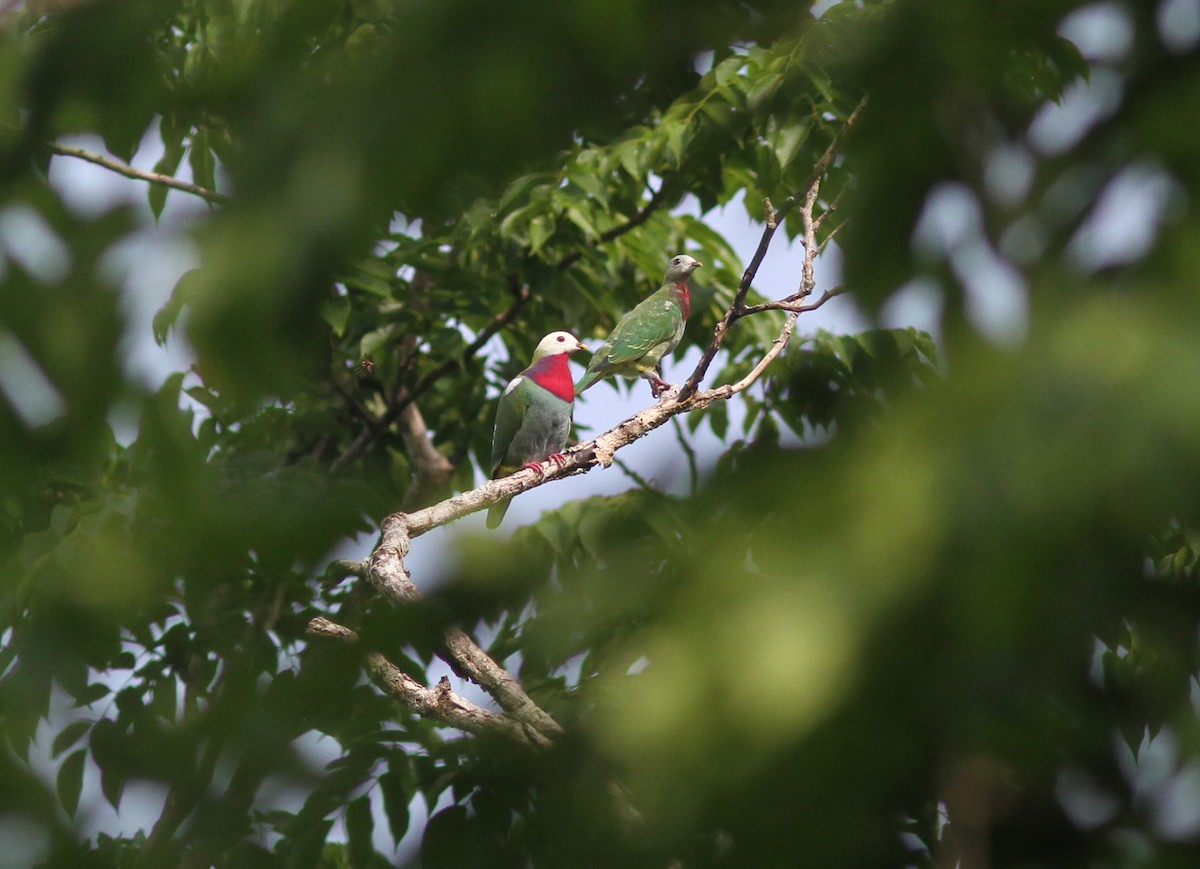 White-headed Fruit-Dove - ML221378231