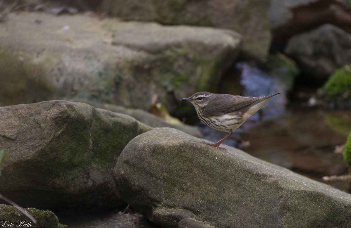 Louisiana Waterthrush - Eric Keith