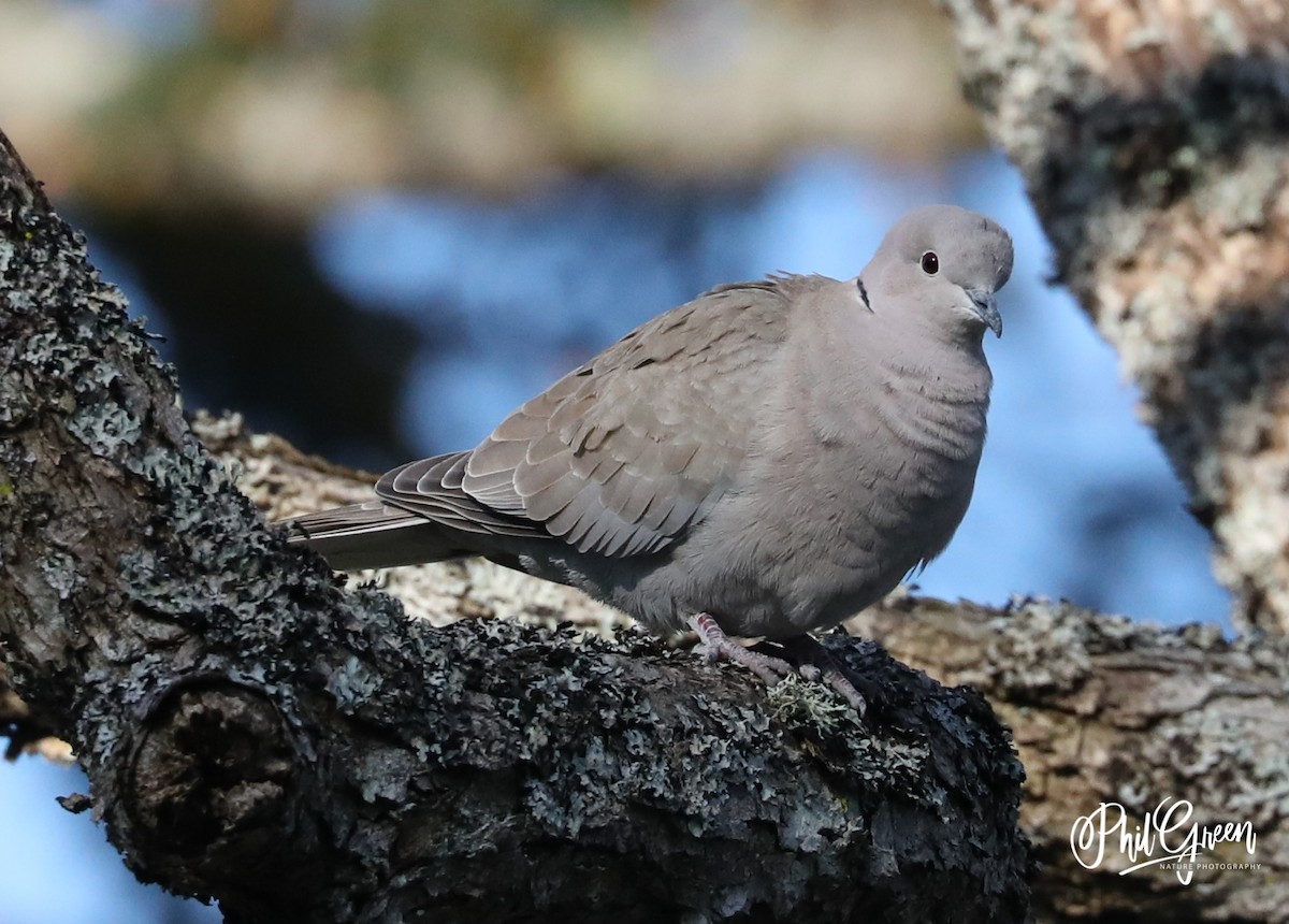 Eurasian Collared-Dove - ML221379001