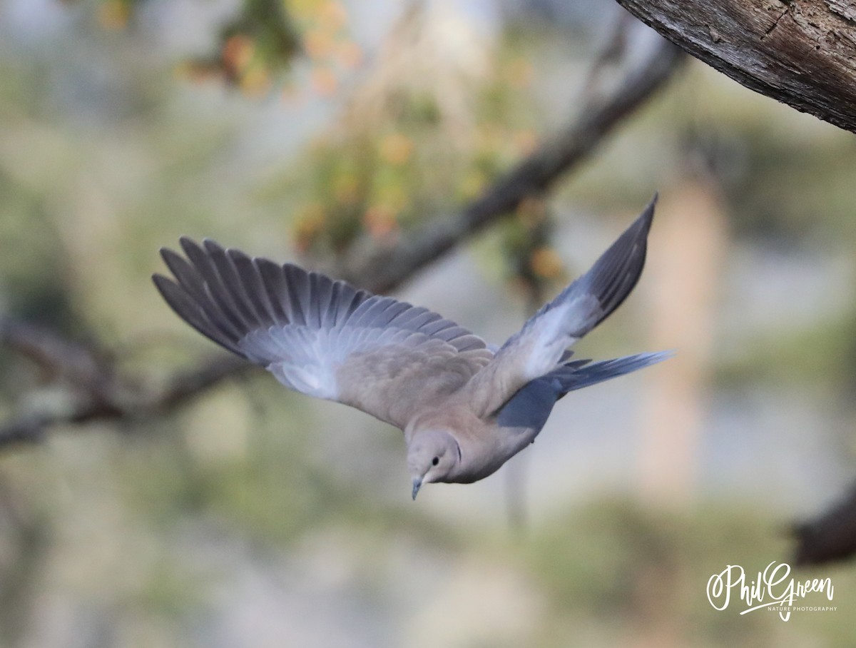 Eurasian Collared-Dove - ML221379161