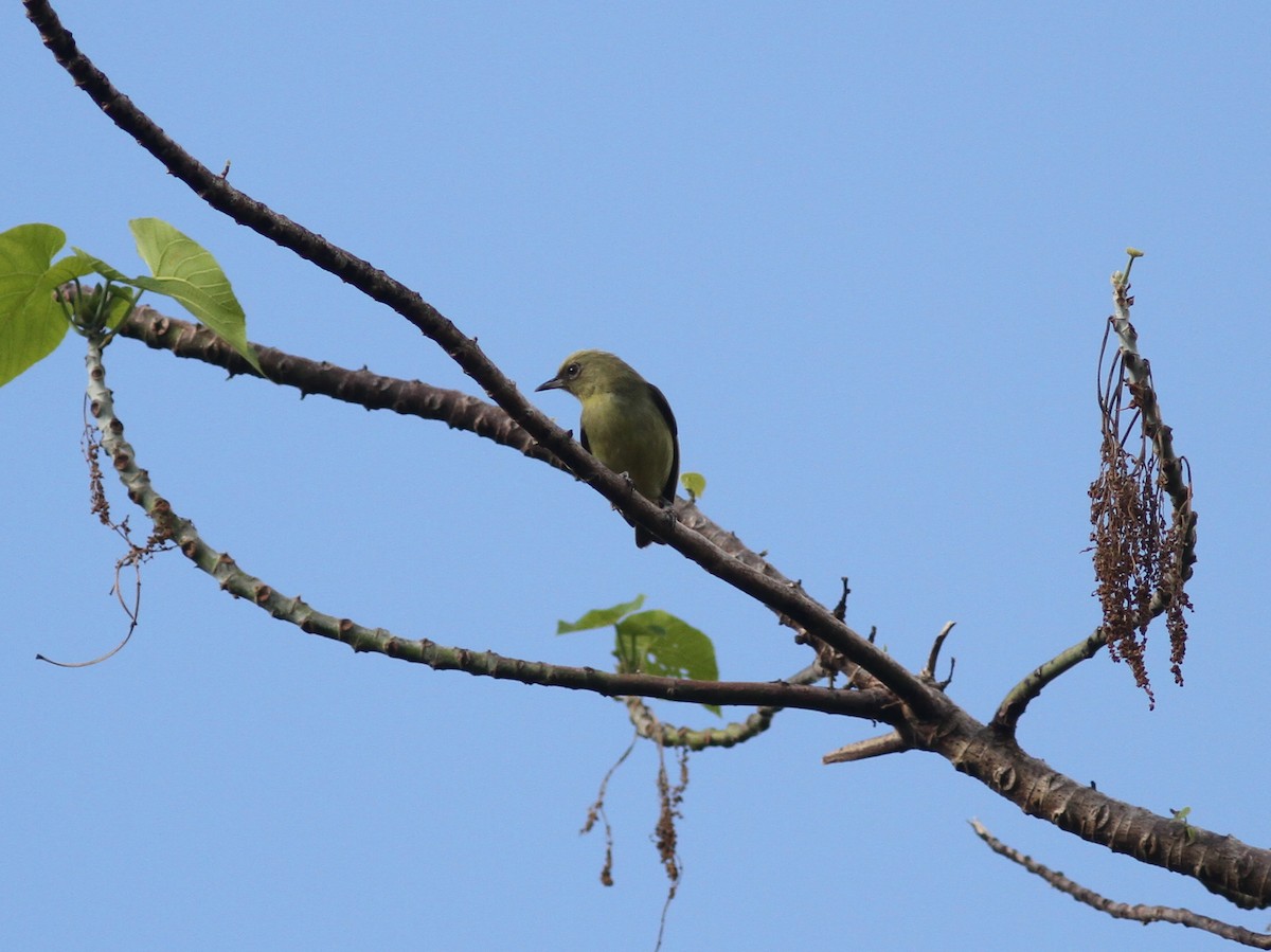 Santa Cruz White-eye - Stephan Lorenz / Rockjumper Birding Tours