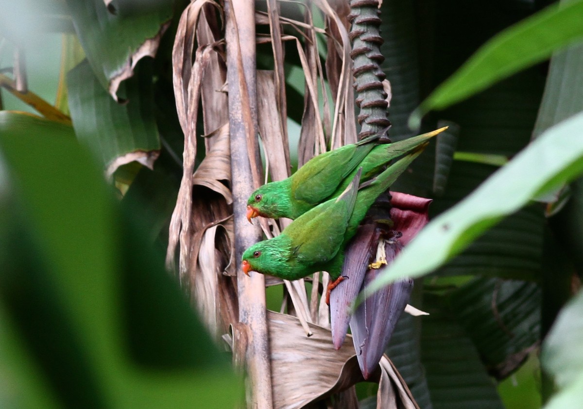 Palm Lorikeet - Stephan Lorenz / Rockjumper Birding Tours