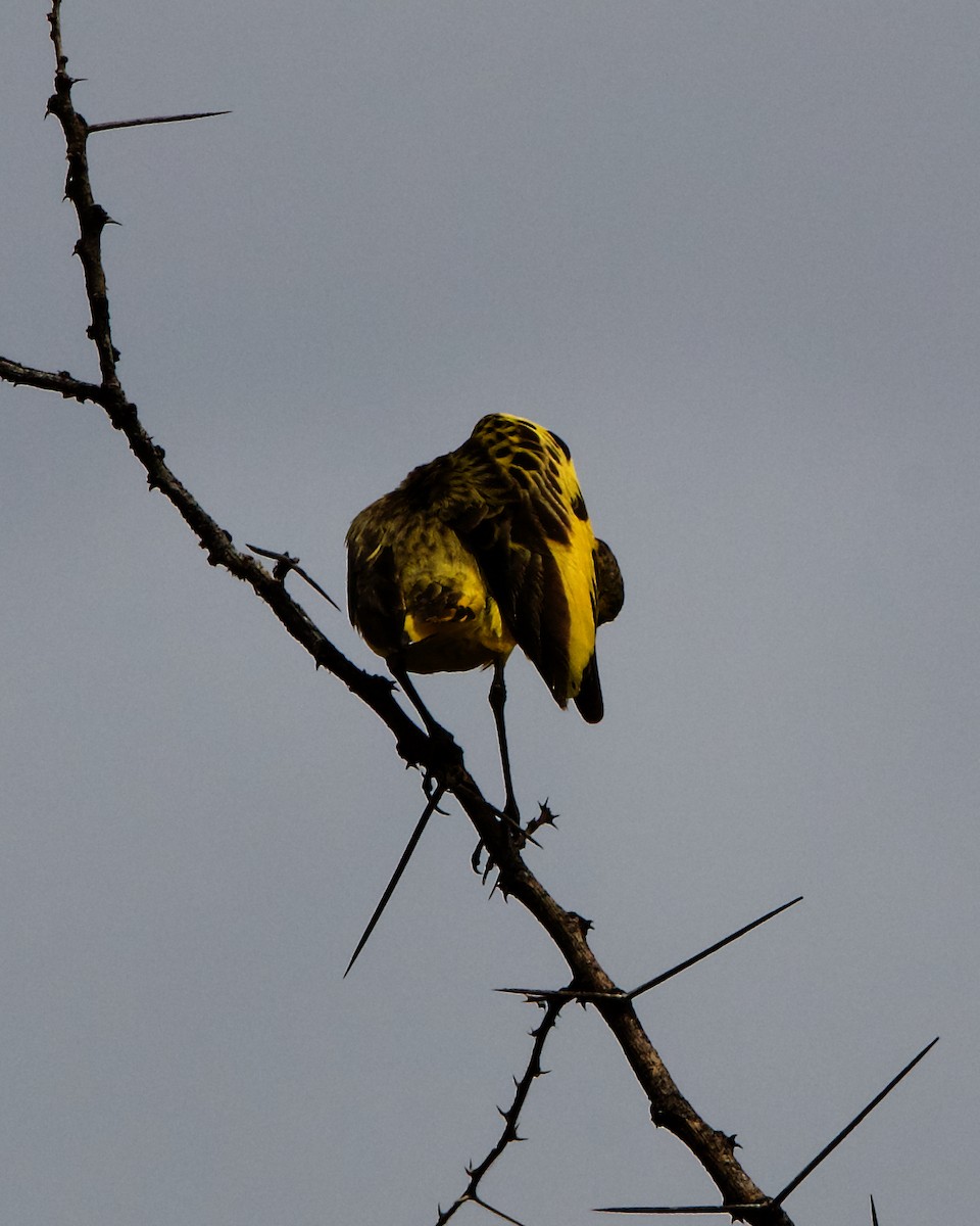 Golden Pipit - ML221380581