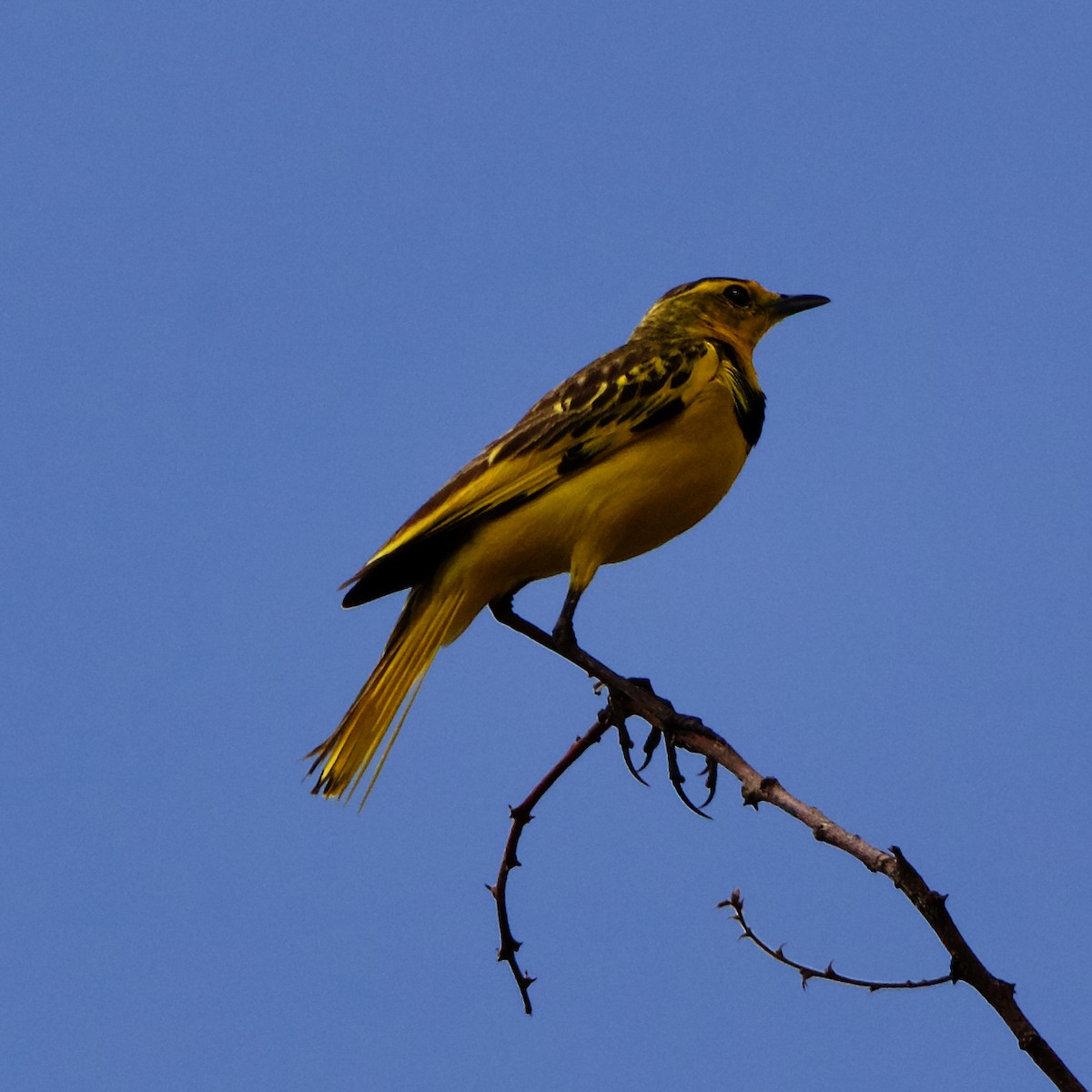 Golden Pipit - ML221380591