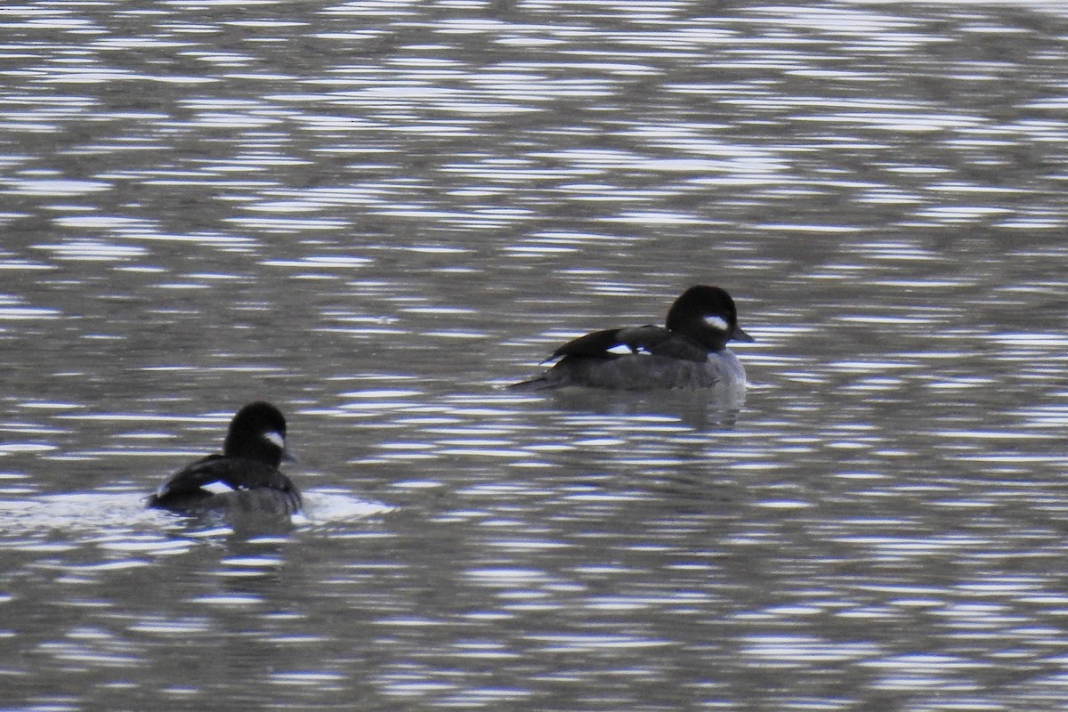 Bufflehead - Jo Ellen Floer