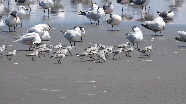 חופית לבנה - ML221383191