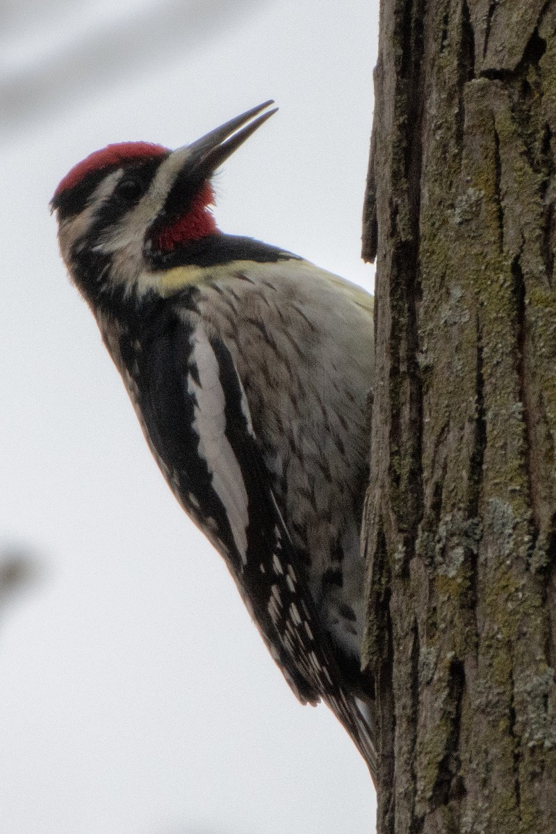 Yellow-bellied Sapsucker - ML221383811