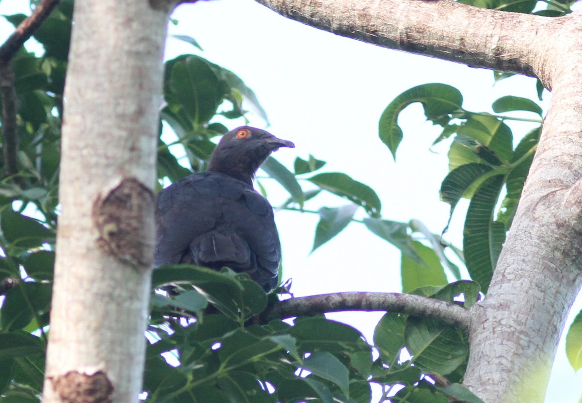 Вануатский плодовый голубь - ML221384011