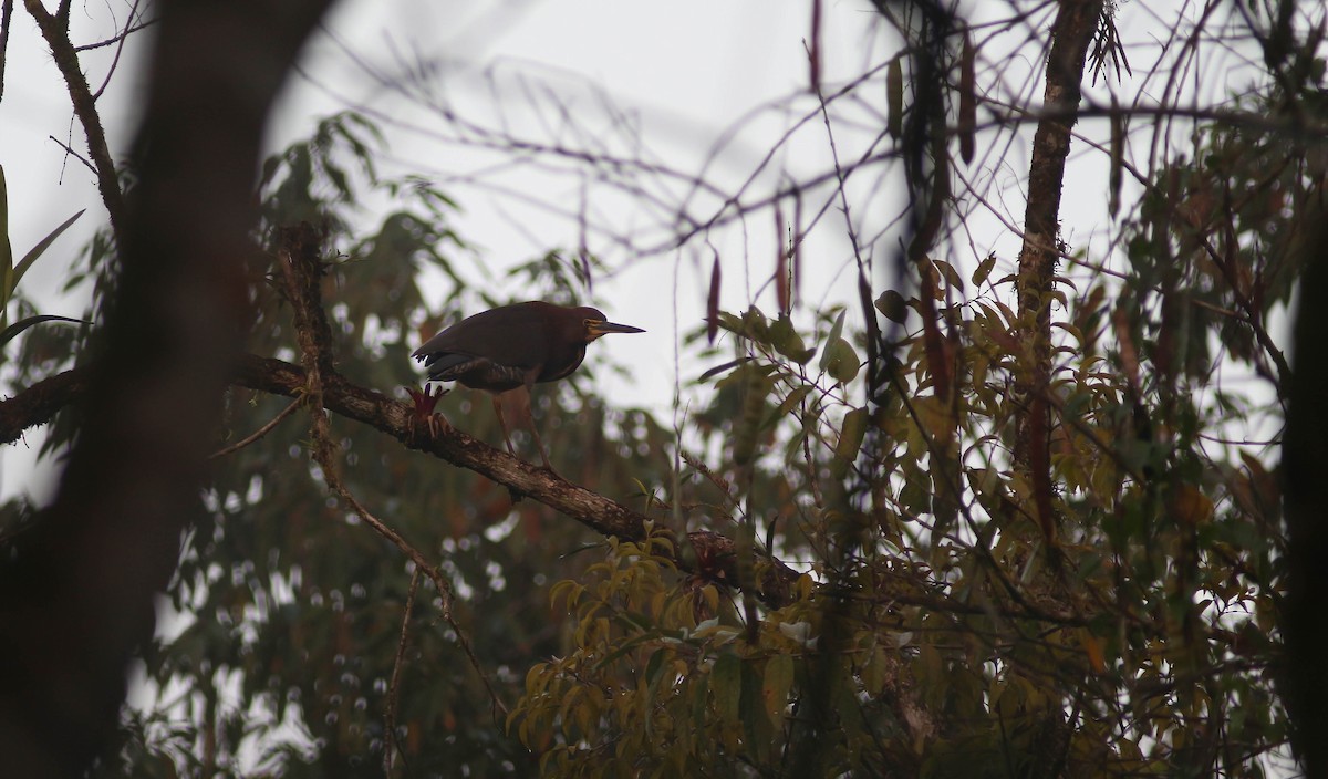 Rufescent Tiger-Heron - ML221384101