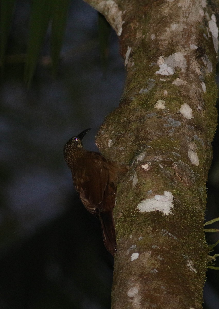 White-throated Woodcreeper - ML221384761