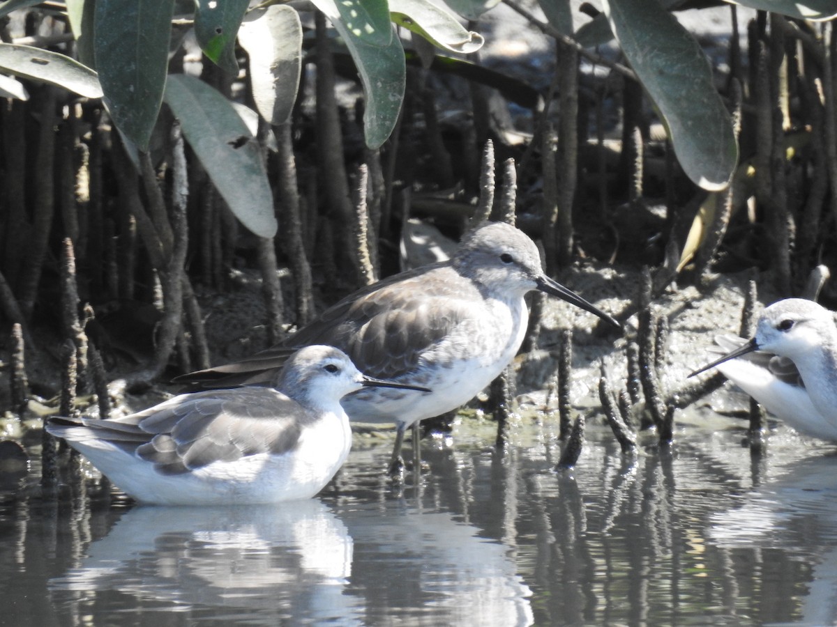 Stilt Sandpiper - ML221386261