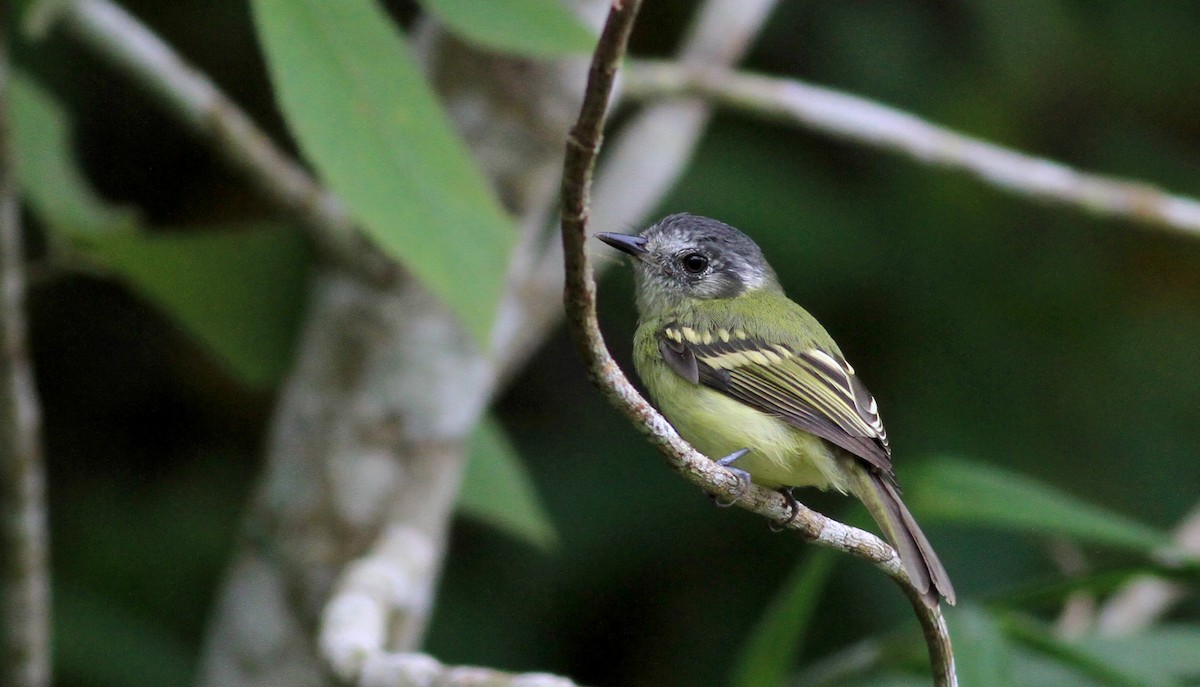 Slaty-capped Flycatcher (superciliaris) - Jay McGowan