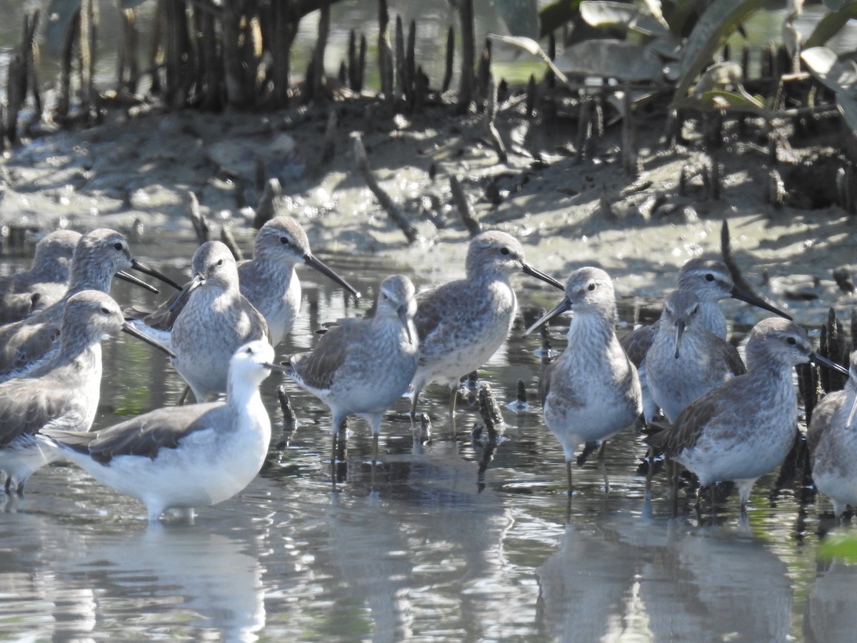 Stilt Sandpiper - ML221386601