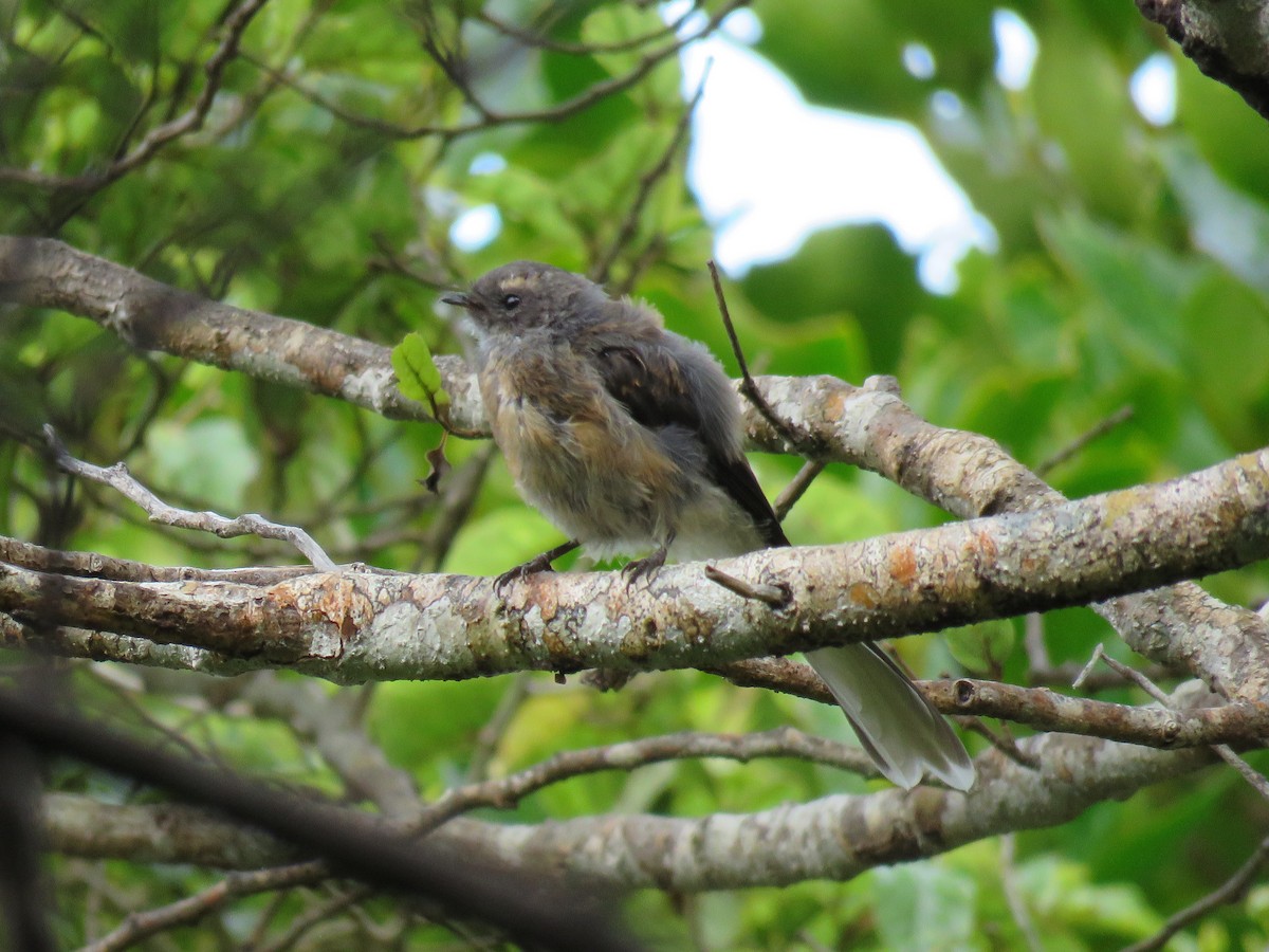 New Zealand Fantail - ML221388121