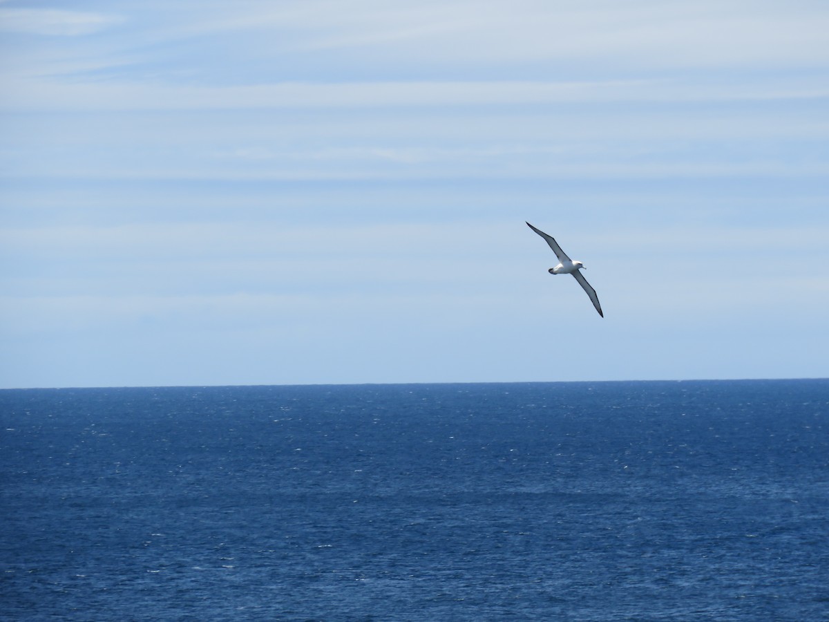 White-capped Albatross - ML221389961