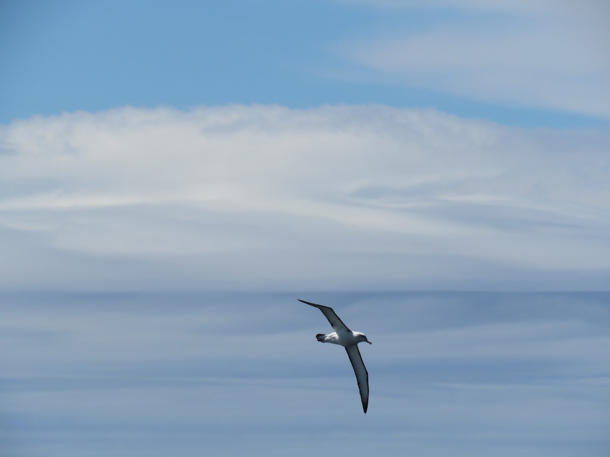 White-capped Albatross - ML221389981