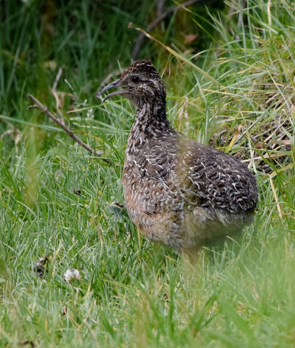 Curve-billed Tinamou - Elizabeth Imbaquingo