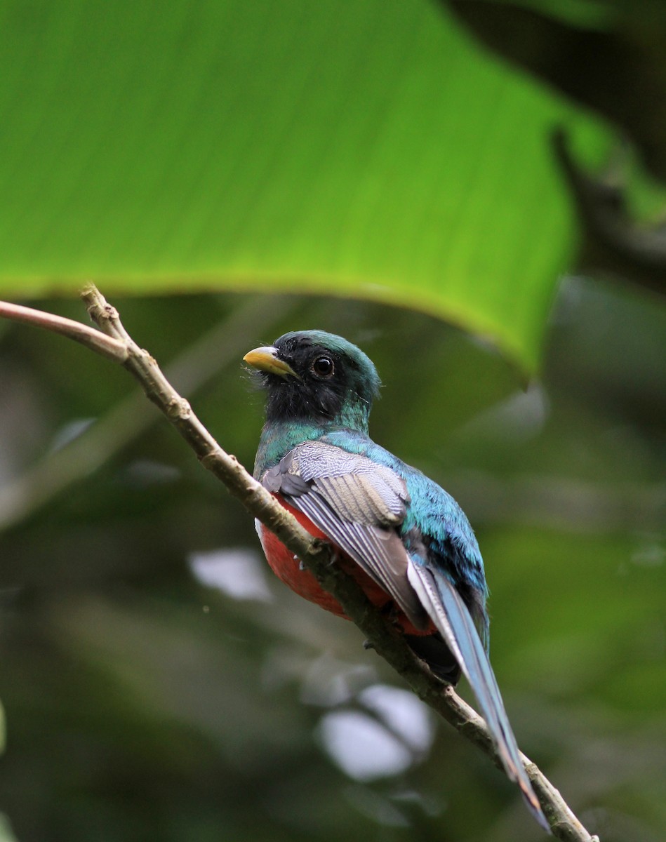 Collared Trogon (Collared) - ML22139091