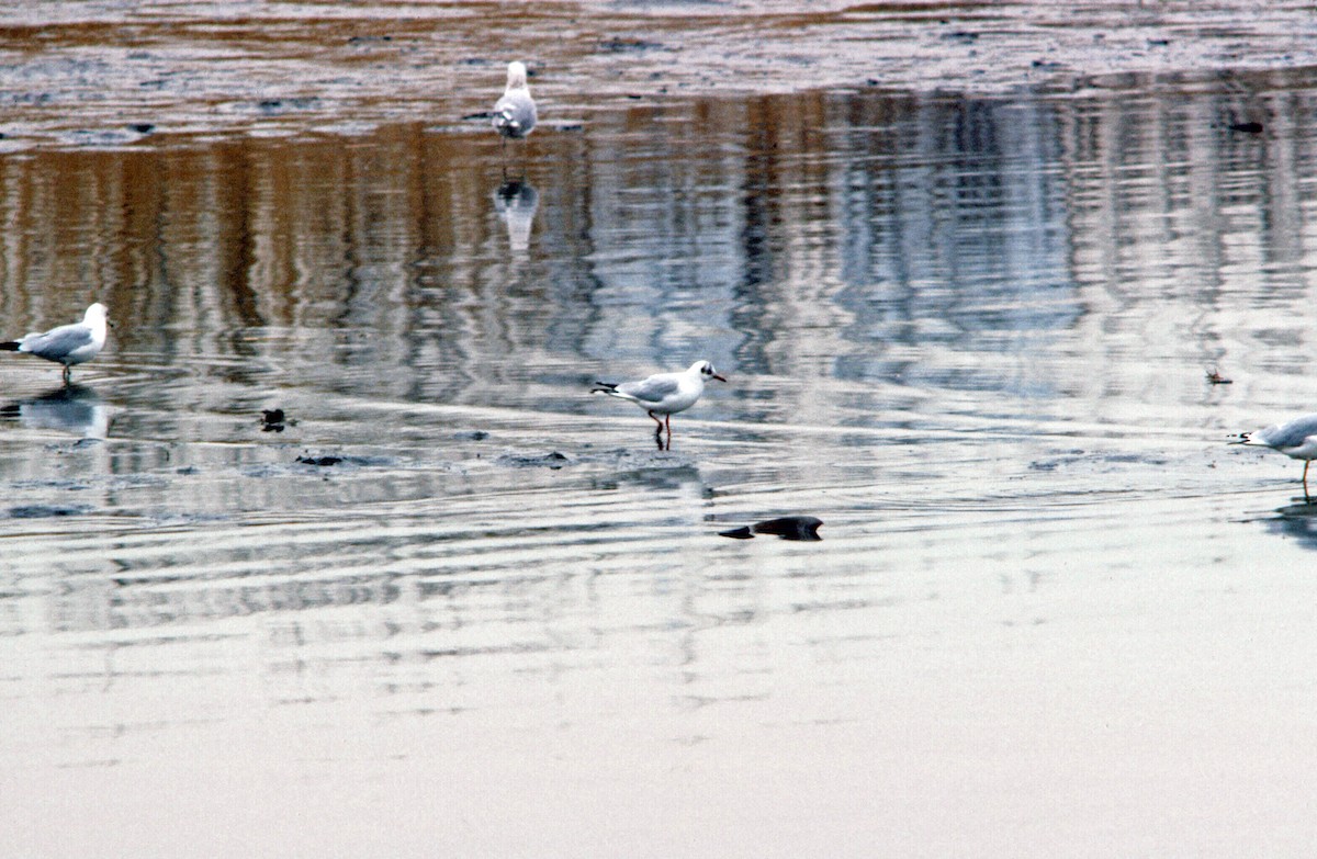 Black-headed Gull - ML221392221