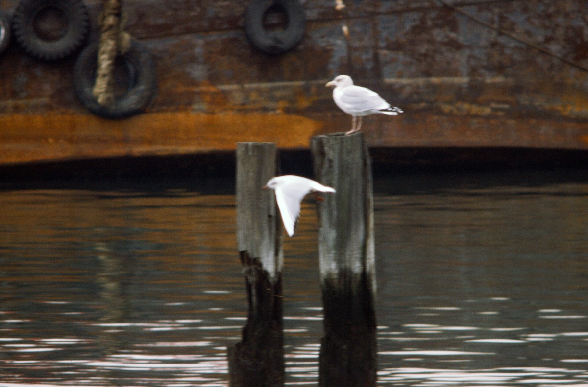 Black-headed Gull - ML221392231