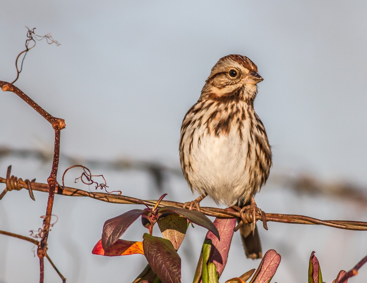 Song Sparrow - ML22139231