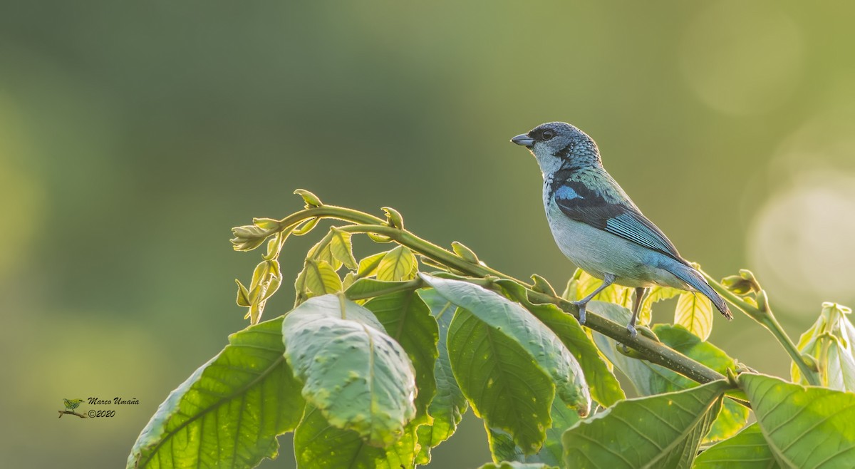 Azure-rumped Tanager - ML221393861