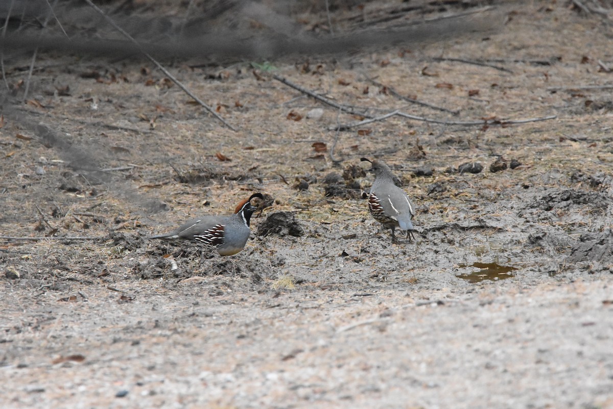 Gambel's Quail - ML22139401