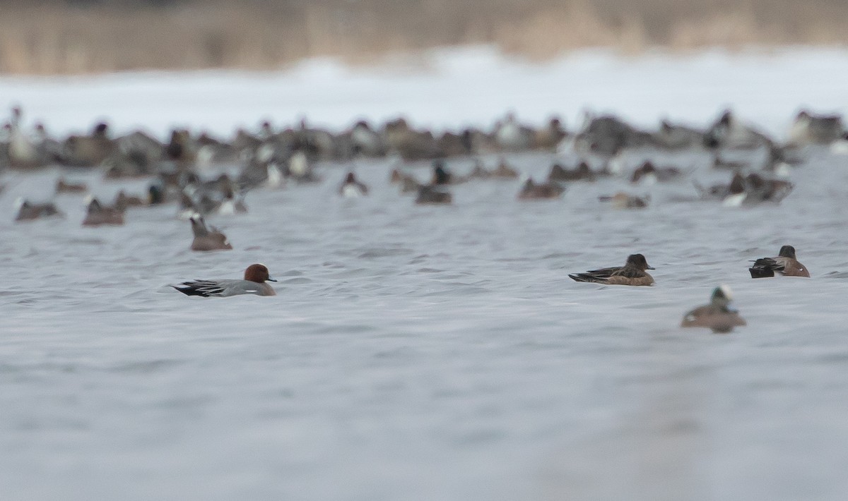 Eurasian Wigeon - Michelle Schreder