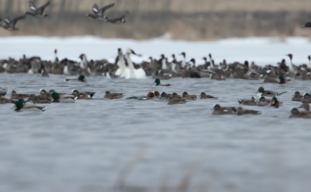 Eurasian Wigeon - ML221394041