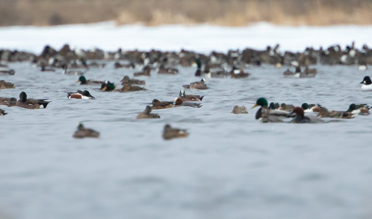 Eurasian Wigeon - ML221394051