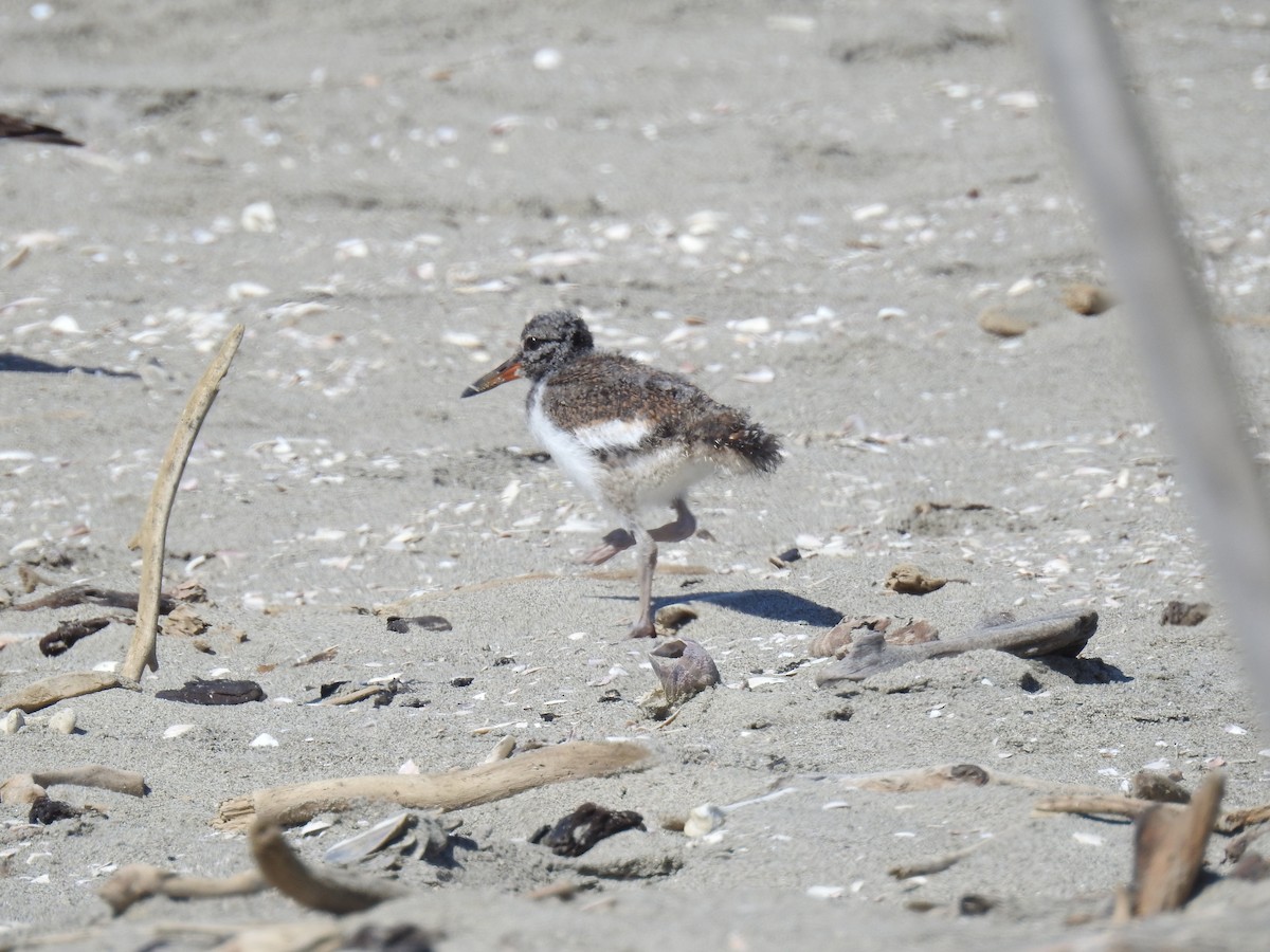 American Oystercatcher - ML221394081