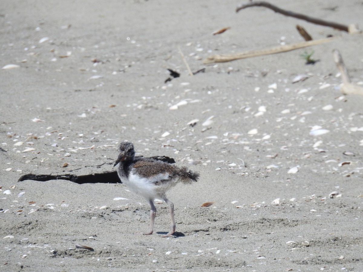 American Oystercatcher - ML221394141