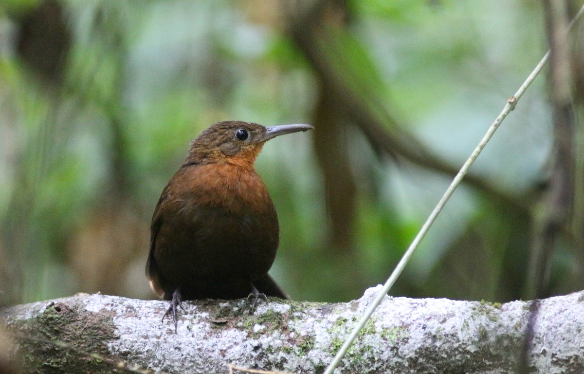 South American Leaftosser (Guianan) - ML221394491