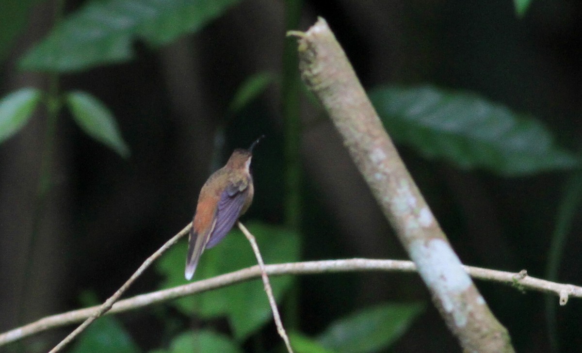 Пестрогорлый колибри-отшельник - ML22139451