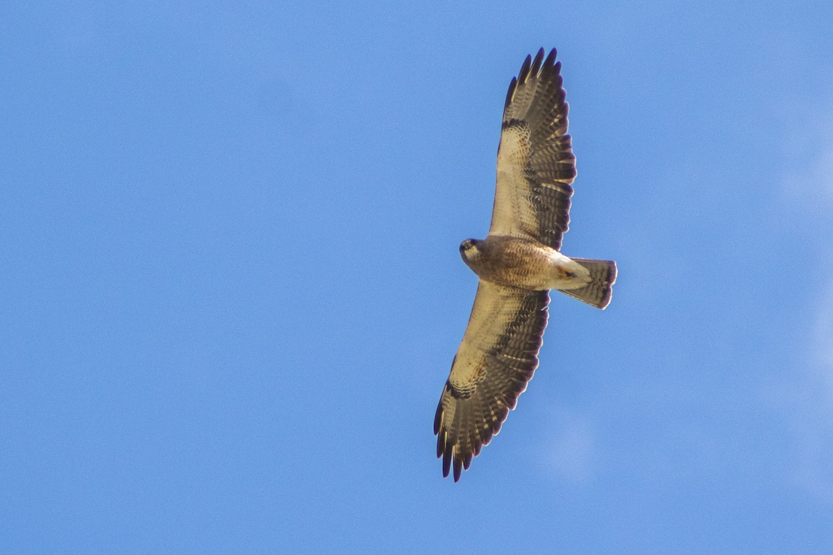 Swainson's Hawk - Aidan Lorenz