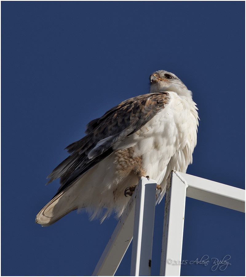 Ferruginous Hawk - ML22139551