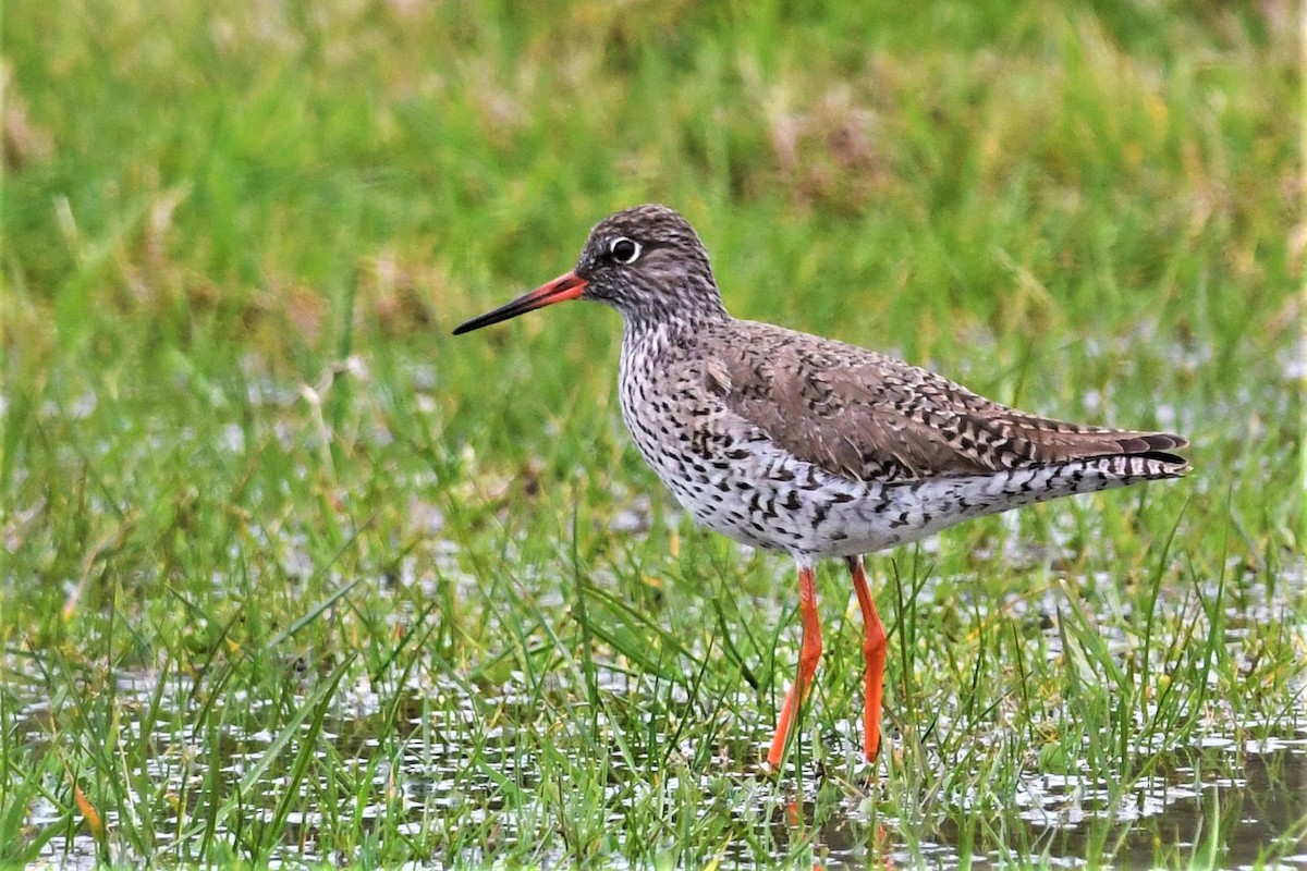 Common Redshank - Haldun Savaş