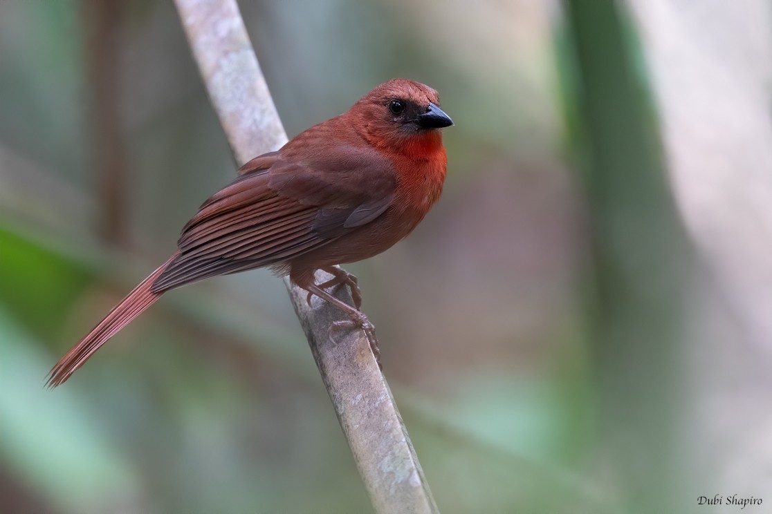 Red-throated Ant-Tanager - Dubi Shapiro