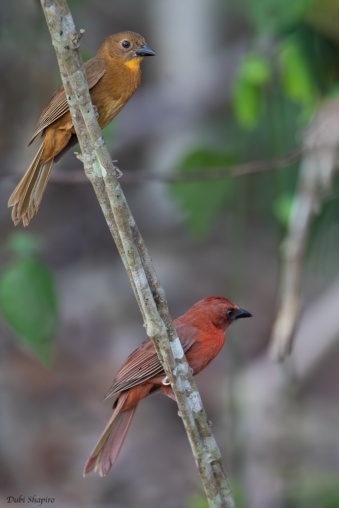 Red-throated Ant-Tanager - ML221396081