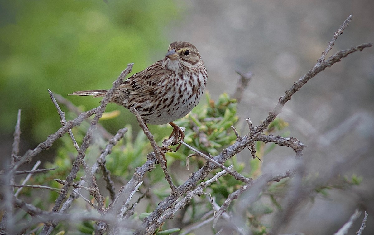 Savannah Sparrow - Stanton Hunter