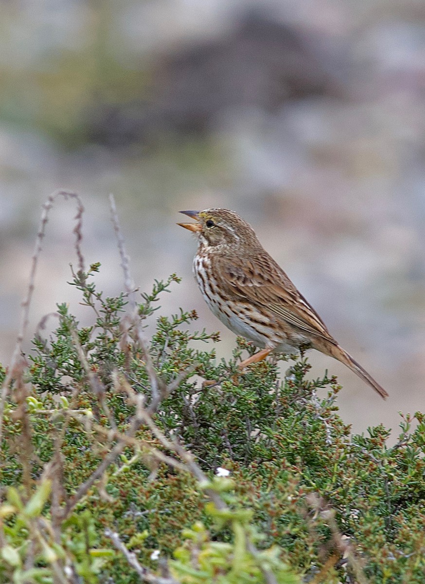 Savannah Sparrow - Stanton Hunter