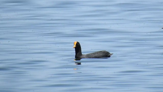 ub. sothøne (Fulica sp.) - ML221399831