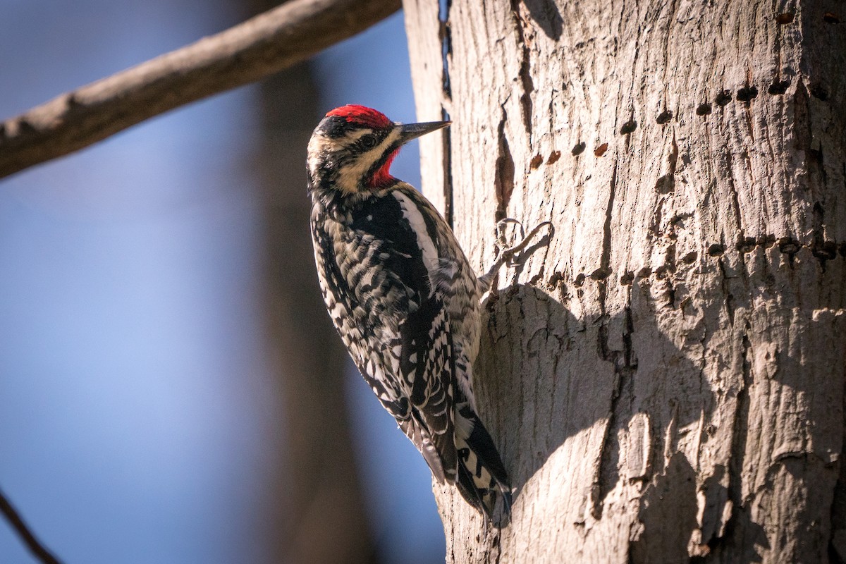 Yellow-bellied Sapsucker - ML221401801